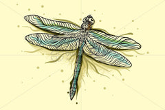 Dragonfly - Beautiful Insect Graphics