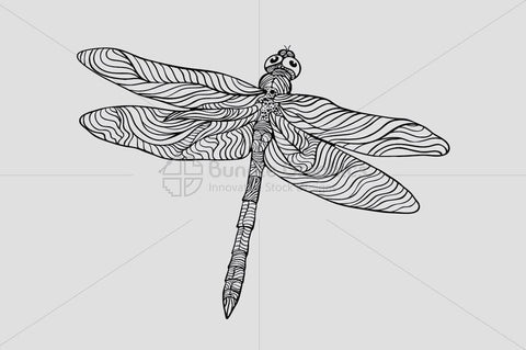 Dragonfly - Beautiful Insect Graphics