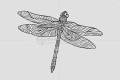 Dragonfly - Beautiful Insect Graphics