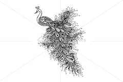 Peacock - Handmade Ink Graphics